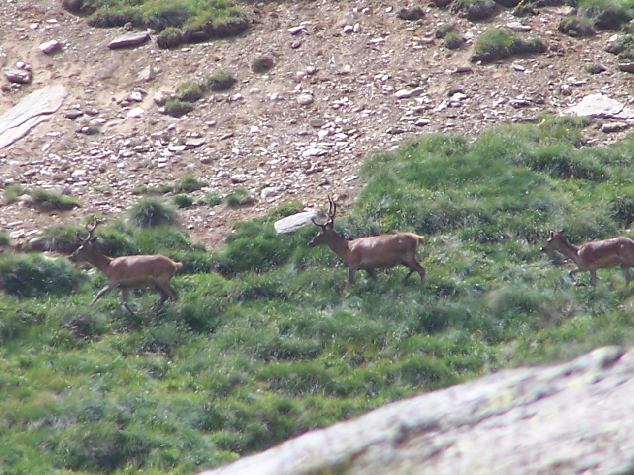 PASSIONE PER IL CERVO